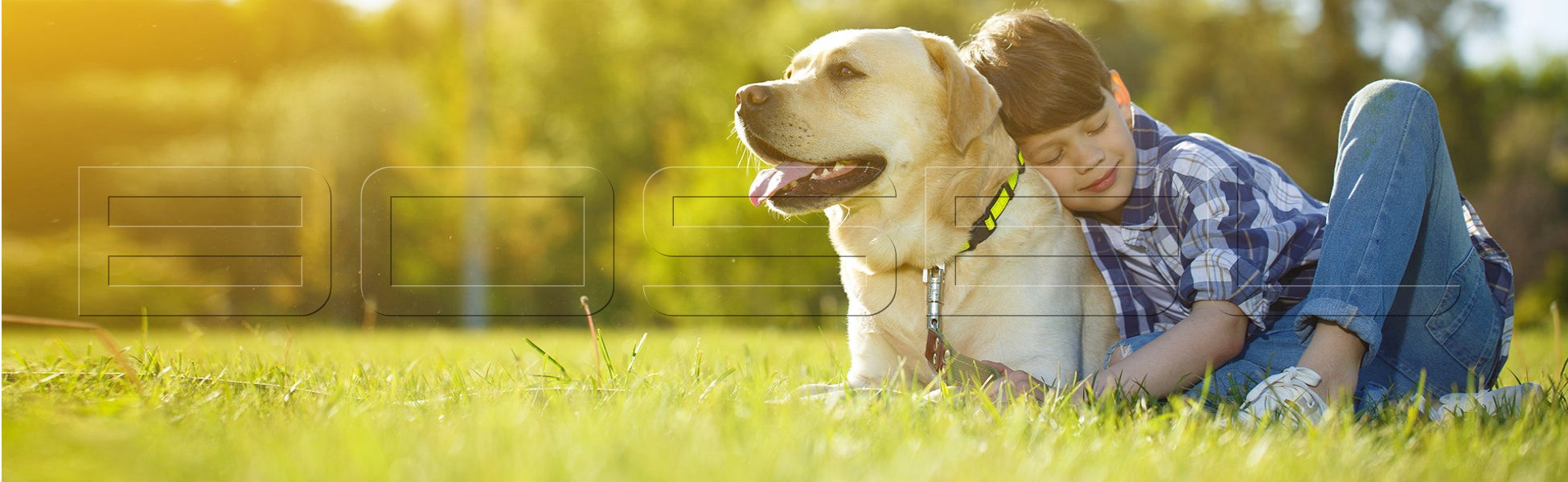 Evcil Hayvan Taşıma