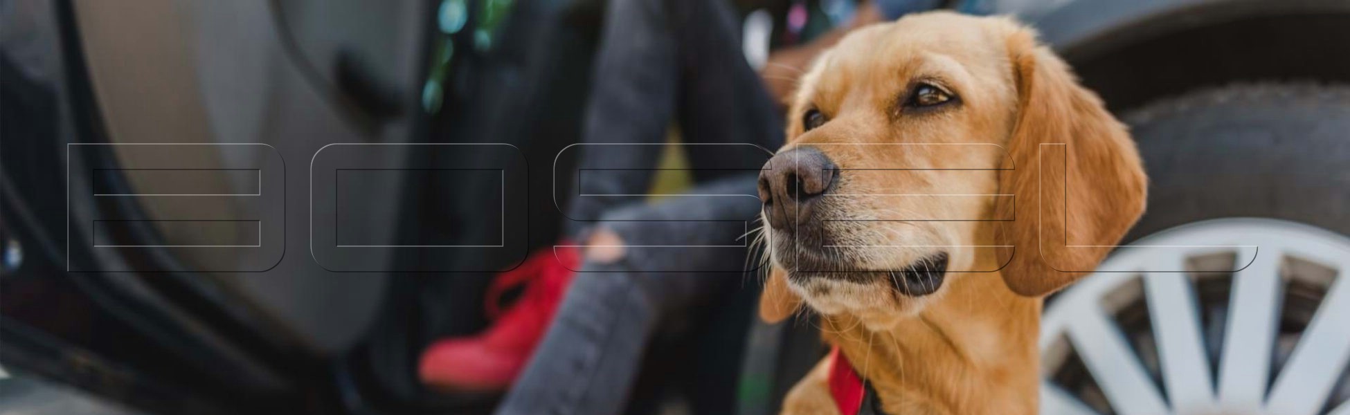 Evcil Hayvan Taşımacılığı