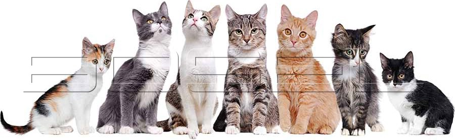 Kedi Taşıma Kedi Taşıma