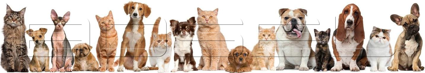 Pet Taksi Fiyatları