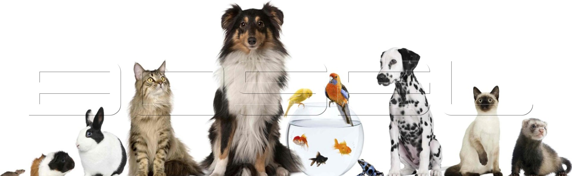 Pet transfer Pet transfer